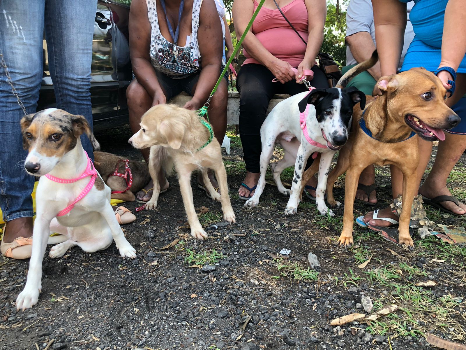 As inscrições e agendamentos devem ser feitas pelo site do programa (https://rjpet.com.br/entrar)