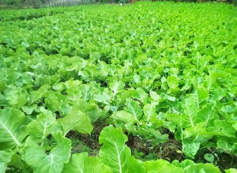 Programa de Aquisição de Alimentos