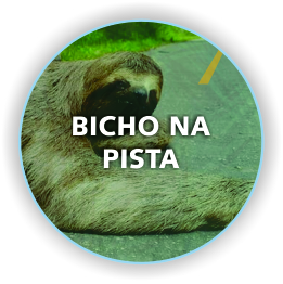 BICHO NA PISTA