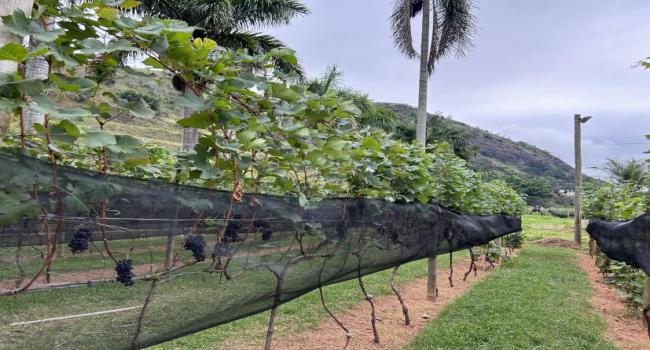 SEDIPAF e EMATER-RIO participam de congresso voltado ao fortalecimento da viticultura fluminense