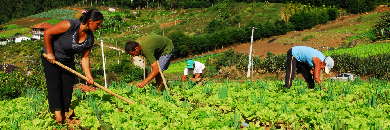 Produção familiar sustentável em microbacia de Petrópolis, na Região Serrana