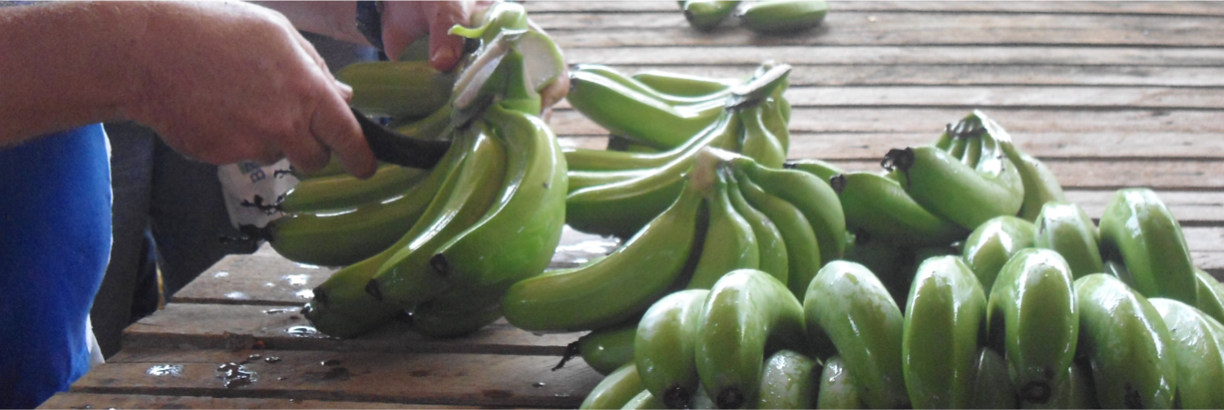 Segurança Alimentar