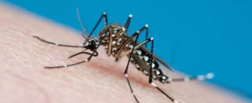 Dengue