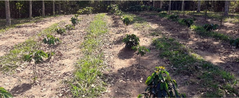 Robusta