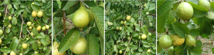 Goiaba 2