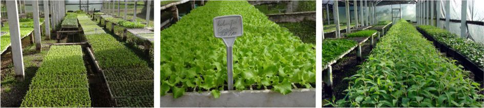 Mudas de hortaliças