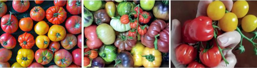 Tomate