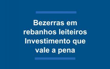 Bezerras em rebanhos leiteiros: investimento que vale a pena