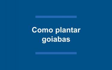 Como plantar goiabas