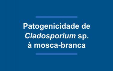 Patogenicidade de Cladosporium sp. à mosca-branca das solanáceas