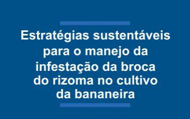 Estratégias sustentáveis para o manejo da infestação da broca do rizoma da bananeira