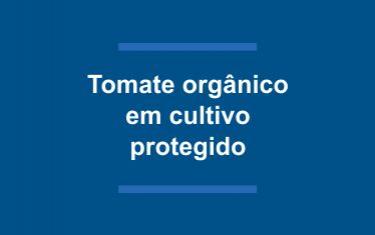 Tomate orgânico em cultivo protegido. (julho/2022)