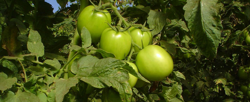 Produção de Tomate Orgânico