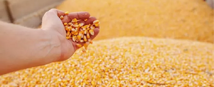 O projeto piloto do Rio Milho já está em andamento e é resultado de uma parceria entre a PESAGRO e a Prefeitura de Quissamã, que cedeu 15 hectares ao programa