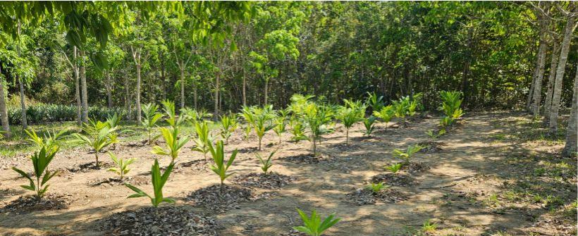 Sistemas Agroflorestais