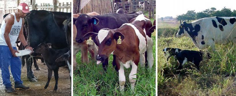 Projeto busca reduzir a mortalidade de bezerros e melhorar a produtividade 