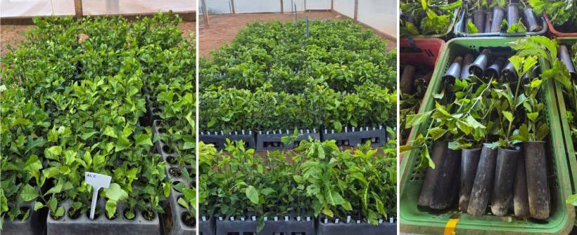 O futuro da cafeicultura fluminense já começou 