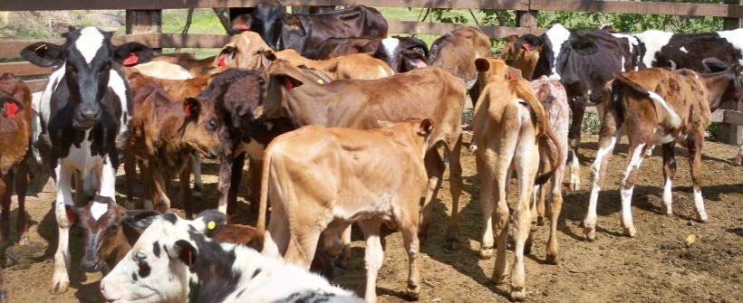 Ações de sanidade animal