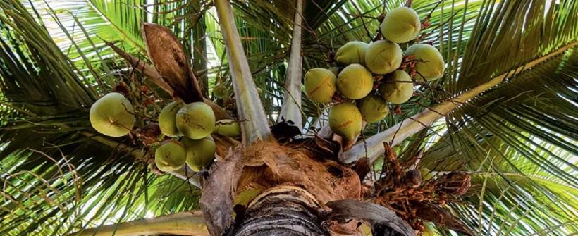 A Atrofia Letal da Coroa do Coqueiro