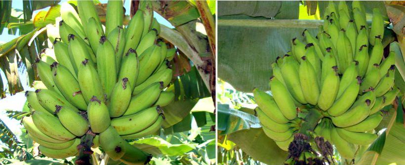 Pesquisa estabelece padrão para a produção da farinha de banana verde