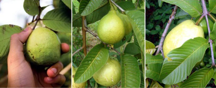 Desafios e potencial econômico do cultivo da goiaba
