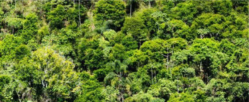 A Mata Atlântica e o alinhamento da Agricultura Fluminense aos Objetivos de Desenvolvimento Sustentável
