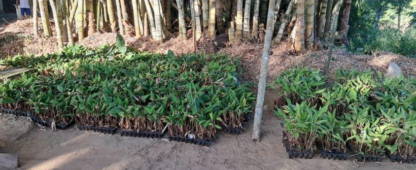 Viveiro de mudas com tratamento agroecológico