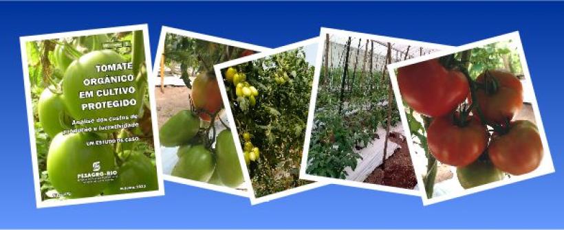 Estudo de caso revela lucratividade de 35,05% do tomate orgânico em cultivo protegido