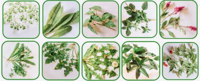 Plantas Alimentícias Não Convencionais
