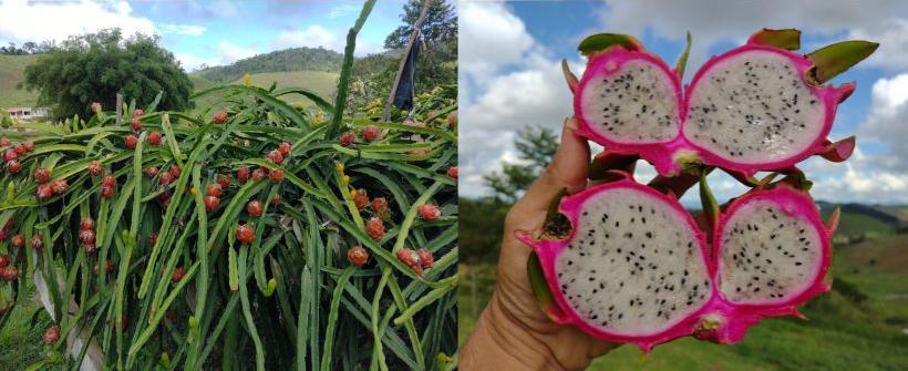 Pitaya conquista o paladar do consumidor brasileiro