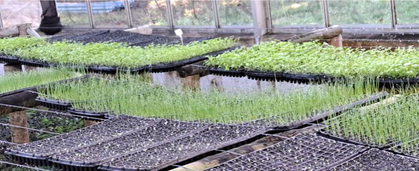 Produção de mudas de olerícolas em estufa