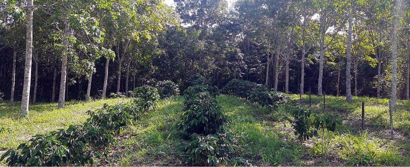 Recomposição florestal e formação de sistemas agroflorestais