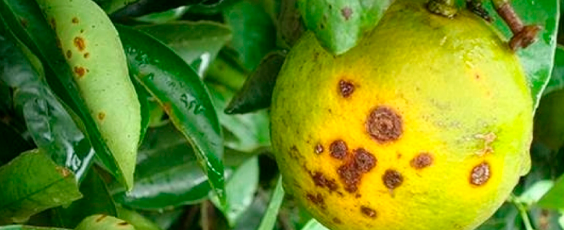 SEAPPA emite alerta máximo contra Cancro Cítrico