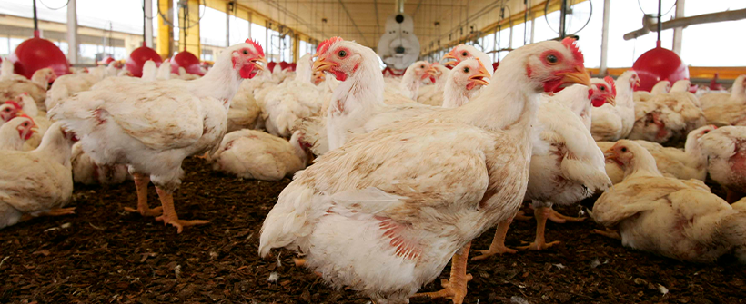 Influenza aviária: Governo do Estado reforça ações preventivas após confirmação de caso em ave silvestre no litoral norte do Rio