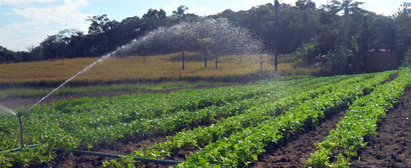 Rio tem meta de aumentar em até 50% a produção de sementes orgânicas