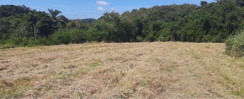 Sistemas Agroflorestais