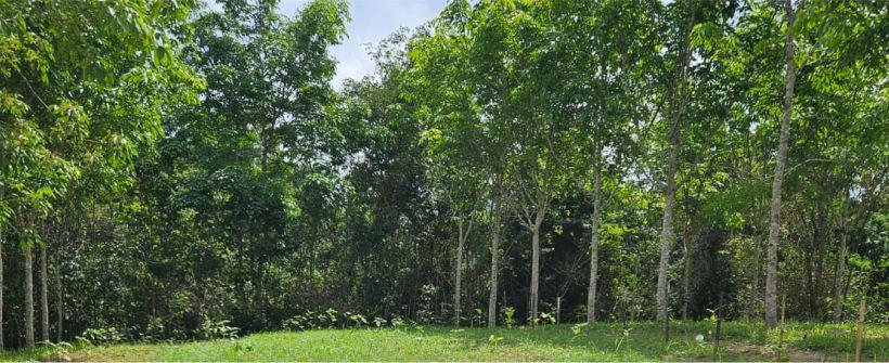 Sistemas agroflorestais com culturas associadas à seringueira