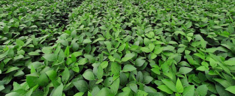 A cultura da soja no Norte Fluminense