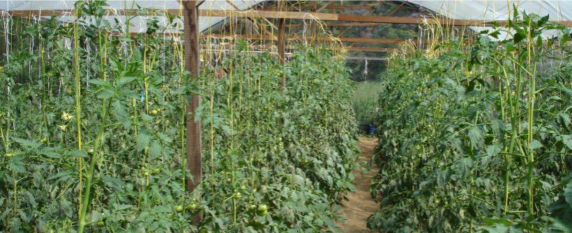 Tomates especiais orgânicos