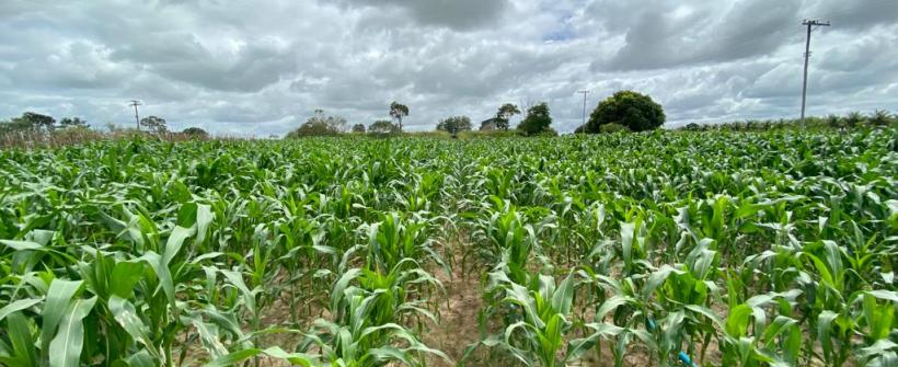 Programa Rio Milho avança no Norte e Noroeste do Estado
