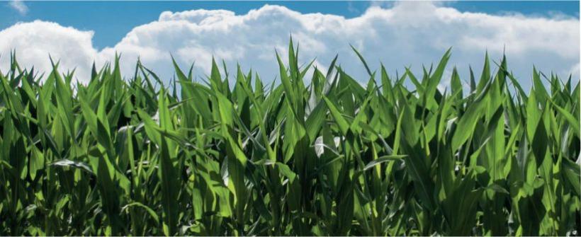 A importância do Zoneamento Agrícola de Risco Climático frente às mudanças climáticas