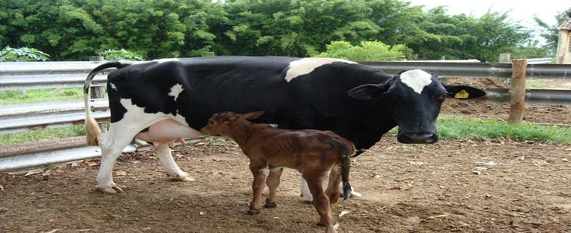 Boas Práticas Sanitárias na Produção Leiteira