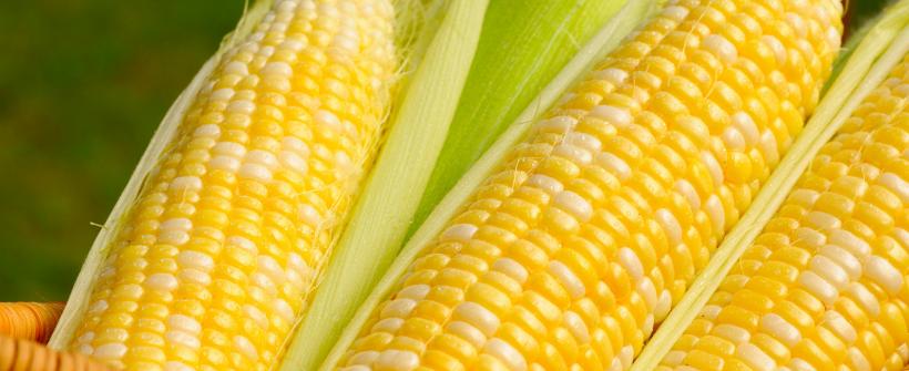 Escolha da semente ideal é vital para o sucesso da lavoura