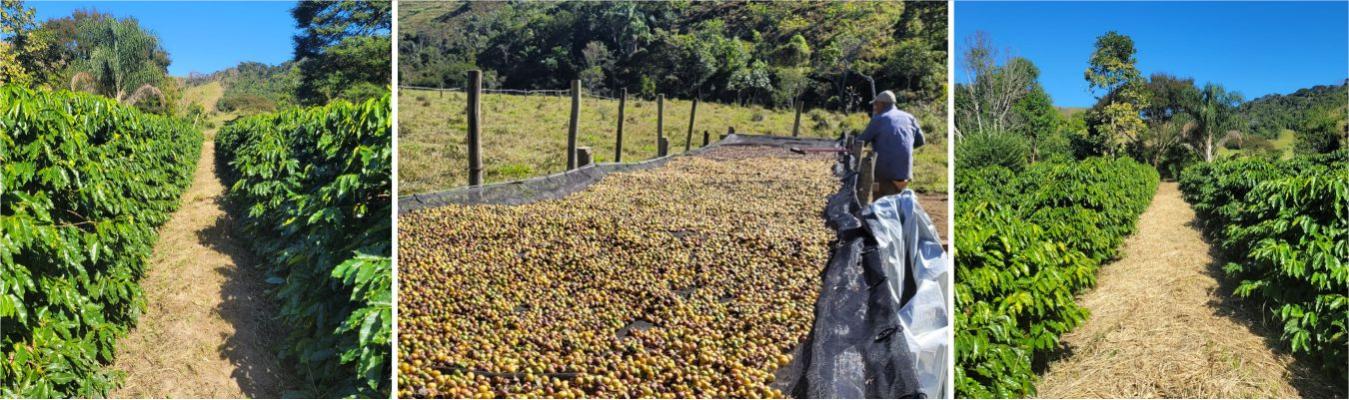 Café do Rio: tradição que se reinventa e conquista valor