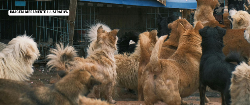 Canil clandestino é fechado por maus-tratos a cães em Campo Grande