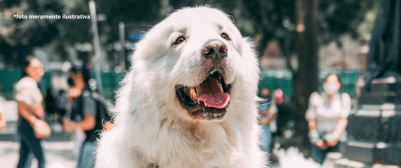Lei da Alerj Determina Instalação de Bebedouros para Animais