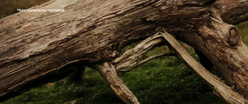 Ventos fortes causam quedas de árvores e transtornos no Rio