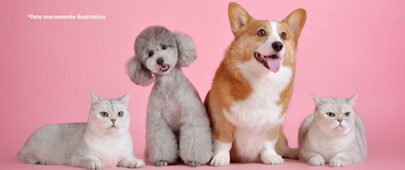 Hospital Veterinário de Duque de Caxias se destaca em atendimentos gratuitos