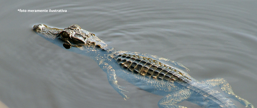 Jacaré é resgatado na Praia da Macumba, na Zona Oeste do Rio
