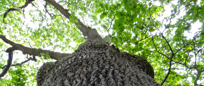 Podas preventivas para o desfile das escolas de samba